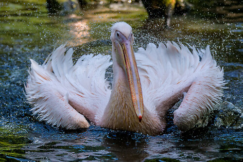 pelikan-im-tierpark-hagenbeck-15041.jpeg