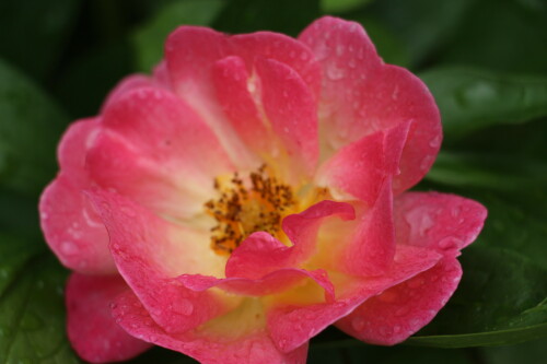 rose-im-garten-14411.jpeg