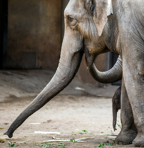 elefanten-mit-jungtier-im-tierpark-hagenbeck-15057.jpeg