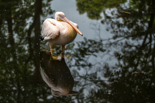 ruhender-pelikan-tierpark-hagenbeck-15074.jpeg