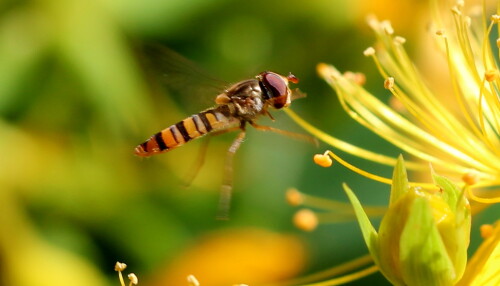 schwebfliege-episyrphus-baltea-14475.jpeg