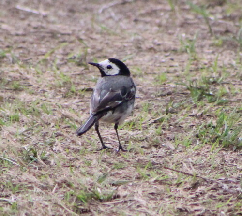 bachstelze-motacilla-alba-14593.jpeg