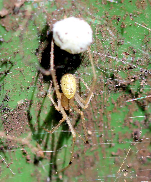 kugelspinne-enoplongatha-lineata-mit-kokon-14644.jpeg