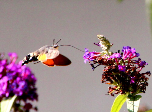 taubenschwanzchen-macroglossum-stellatum-14647.jpeg