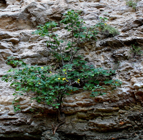 feigenbaum-als-free-climber-15121.jpeg