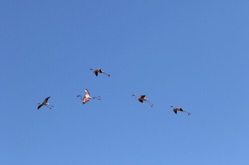 flamingos-im-flug-14960.jpeg