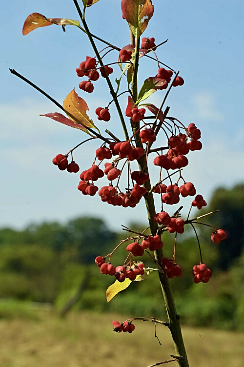 herbstfarben-179023caa632cd09b6fb1.jpeg