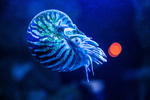 perlboot-nautilus-15059.jpeg