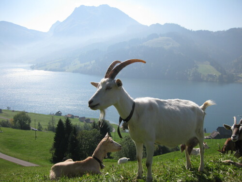 schweizer-ziegen-157472207eeb814290a3b.jpeg