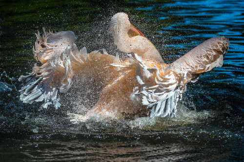 pelikan-tierpark-hagenbeck-gefiederpflege-15065.jpeg