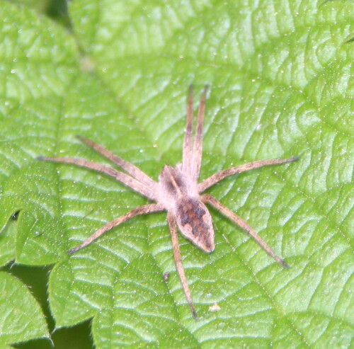 listspinne-pisaura-mirabilis-15304.jpeg
