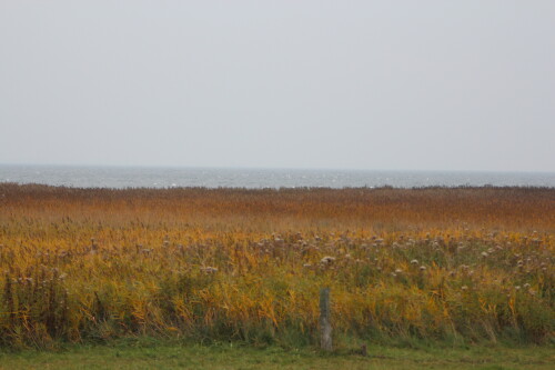 herbstliches-boddenufer-15359.jpeg