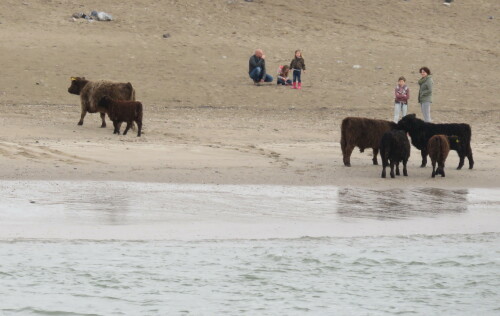 menschen-und-rinder-am-fluss-15573.jpeg