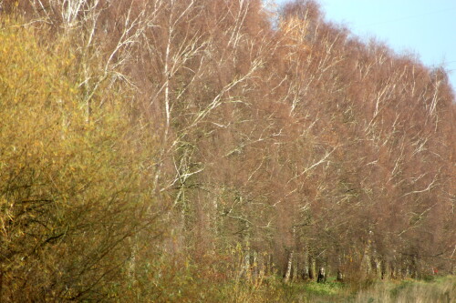 birkenallee-im-spatherbst-15609.jpeg