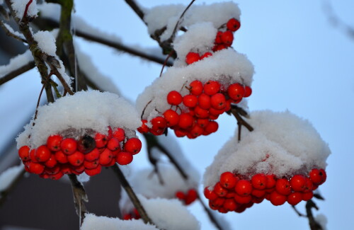 winterfutter-15601.jpeg