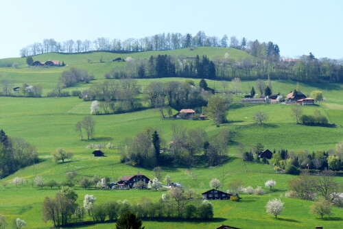 bluhende-schweiz-bei-amsoldingen-15670.jpeg