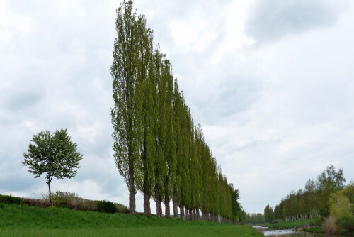 pappelallee-am-flusschen-la-broye-in-der-schweiz-15706.jpeg