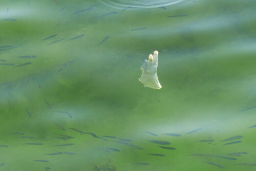plastik-im-meer-16065.jpeg