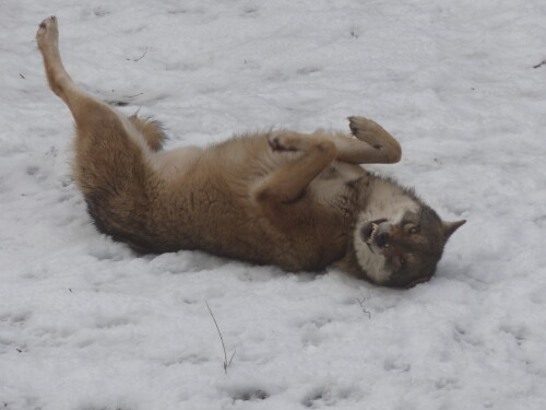 grinsender-wolf-16014.jpeg