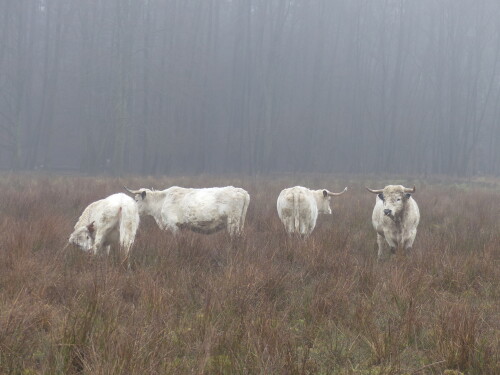 englische-parkrinder-im-nebel-16026.jpeg