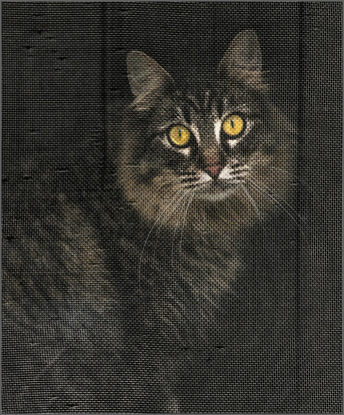 katze-159855714fbe9e1e5169a.jpeg