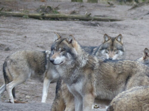 wolf-mit-stechblick-16030.jpeg