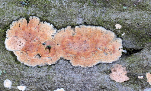 fleischroter-zystenrindenpilz-peniophora-incarnata-16203.jpeg