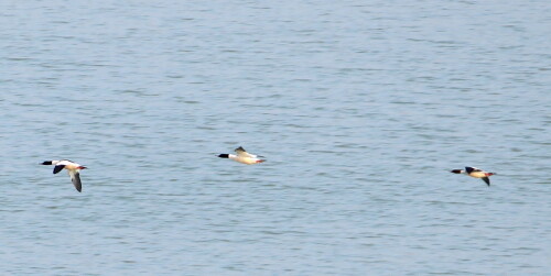 gansesager-unterwegs-mergus-merganser-16432.jpeg