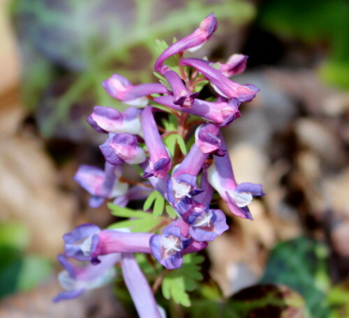 lerchensporn-corydalis-spec-16554.jpeg