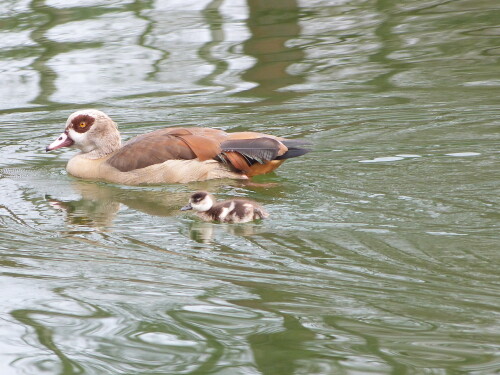 nilgans-mit-jungem-16642.jpeg