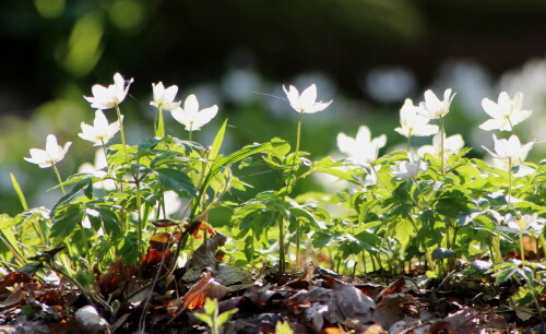 anemone-nemorosa-16807.jpeg