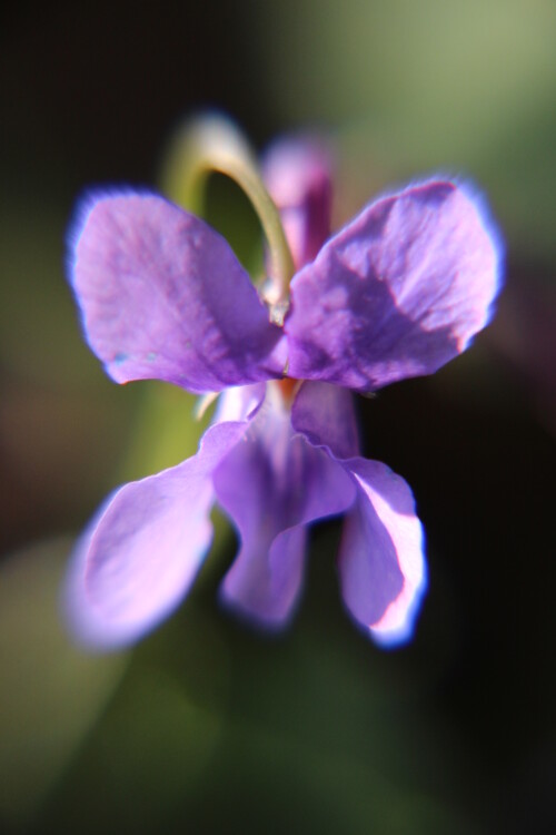 blute-eines-duftveilchens-viola-odorata-l-16864.jpeg
