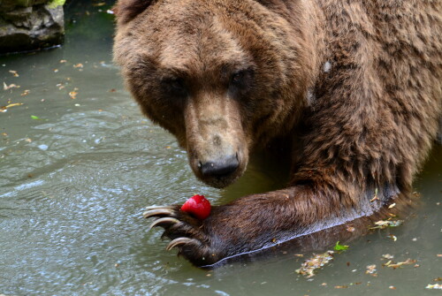braunbar-beim-futtern-17028.jpeg