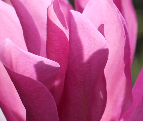 magnolienbluten-im-gegenlicht-17041.jpeg