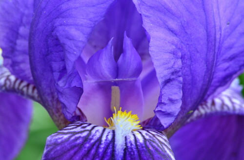 blauer-lilientempel-17087.jpeg
