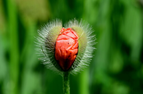 aufgehender-mohn-17081.jpeg