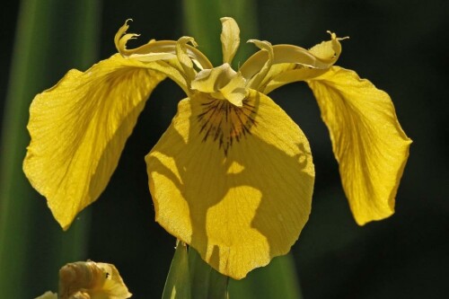 gelbe-iris-gegenlicht-17210.jpeg