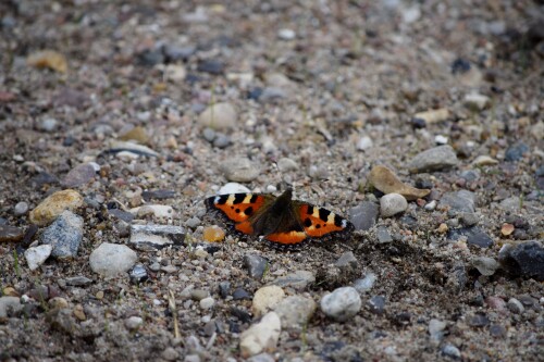 schmetterling-kleiner-fuchs-17450.jpeg