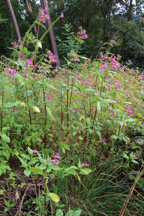 drusiges-springkraut-impatiens-17603.jpeg