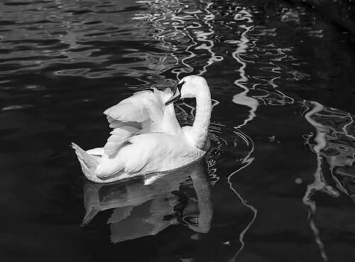 sich-putzender-schwan-sw-17651.jpeg