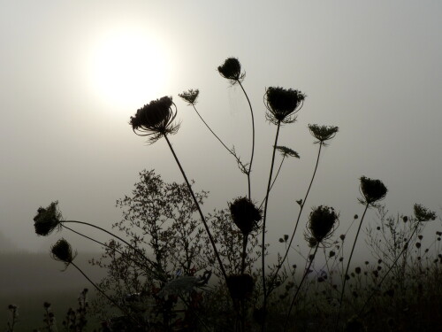 morgenstund-mit-sonnenrund-17860.jpeg