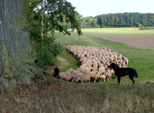 schafer-herde-hund-17843.jpeg