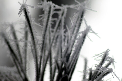 kiefernadeln-mit-raureif-01-18216.jpeg