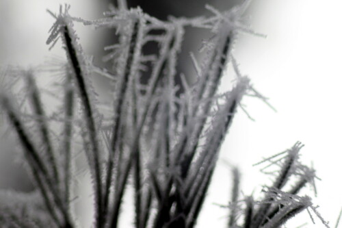 kiefernnadeln-mit-raureif-01-18215.jpeg