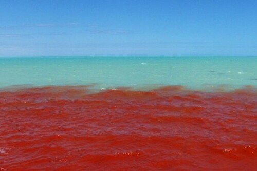 springflut-broome-18316.jpeg