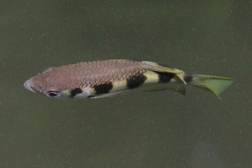 schutzenfisch-18369.jpeg
