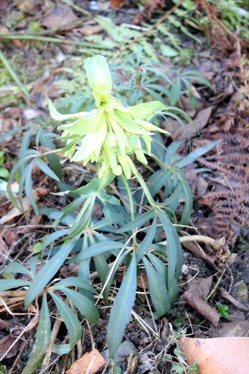 schnee-bzw-christrose-helleborus-niger-l-18515.jpeg