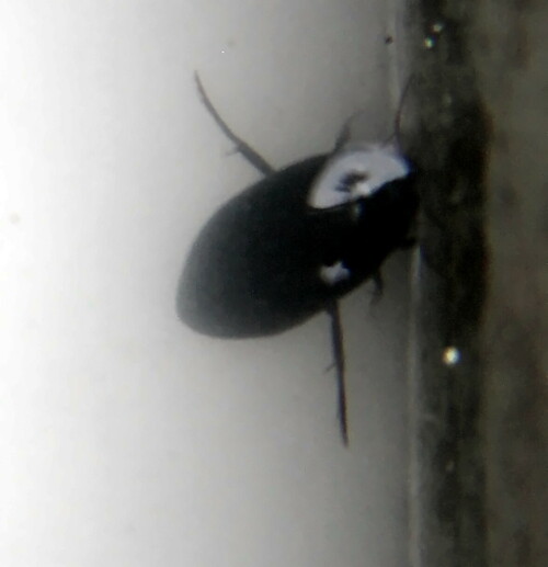 schwimmkafer-agabus-bipustulatus-l-1767-18678.jpeg