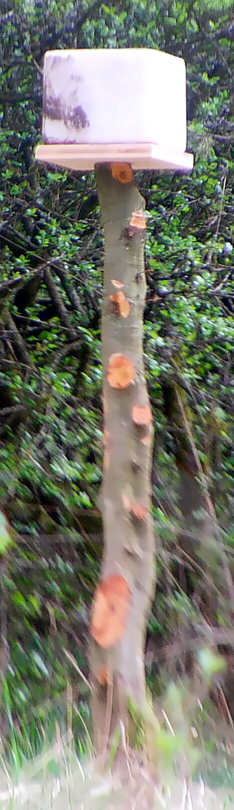 Ein Salzleckstein soll vorkommende Tiere(z. B. in der Land- oder Forstwirtschaft) mit Mineralsalzen versorgen.
https://de.wikipedia.org/wiki/Leckstein

Aufnameort: Hirschbergwald 3. Hirschbergweg
Kamera: Camcorder Medion