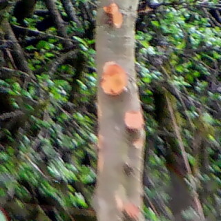 salzleckstein-fur-das-wild-im-wald-18758.jpeg